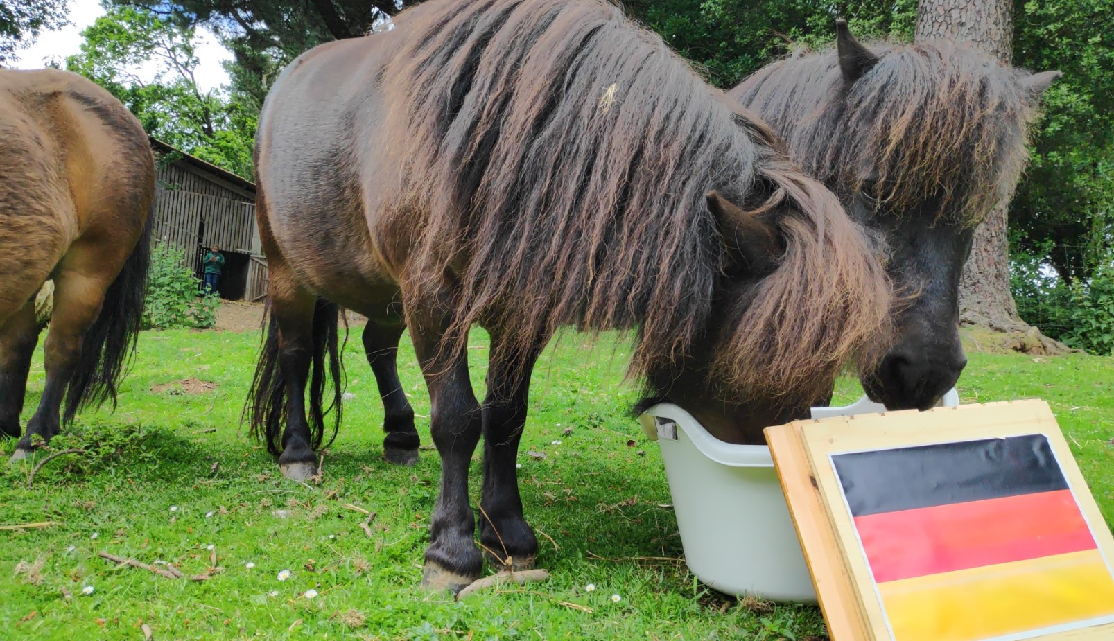 Ponis comiendo avena